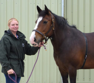 Study Proves Fibre Diet Calms Horse's Behaviour