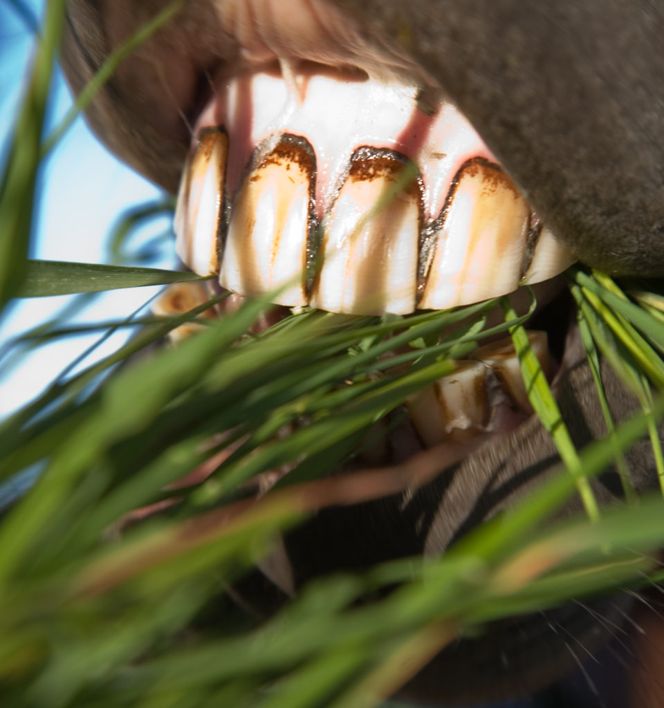 Horse Teeth