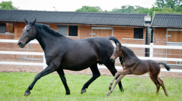 Broodmare and foal