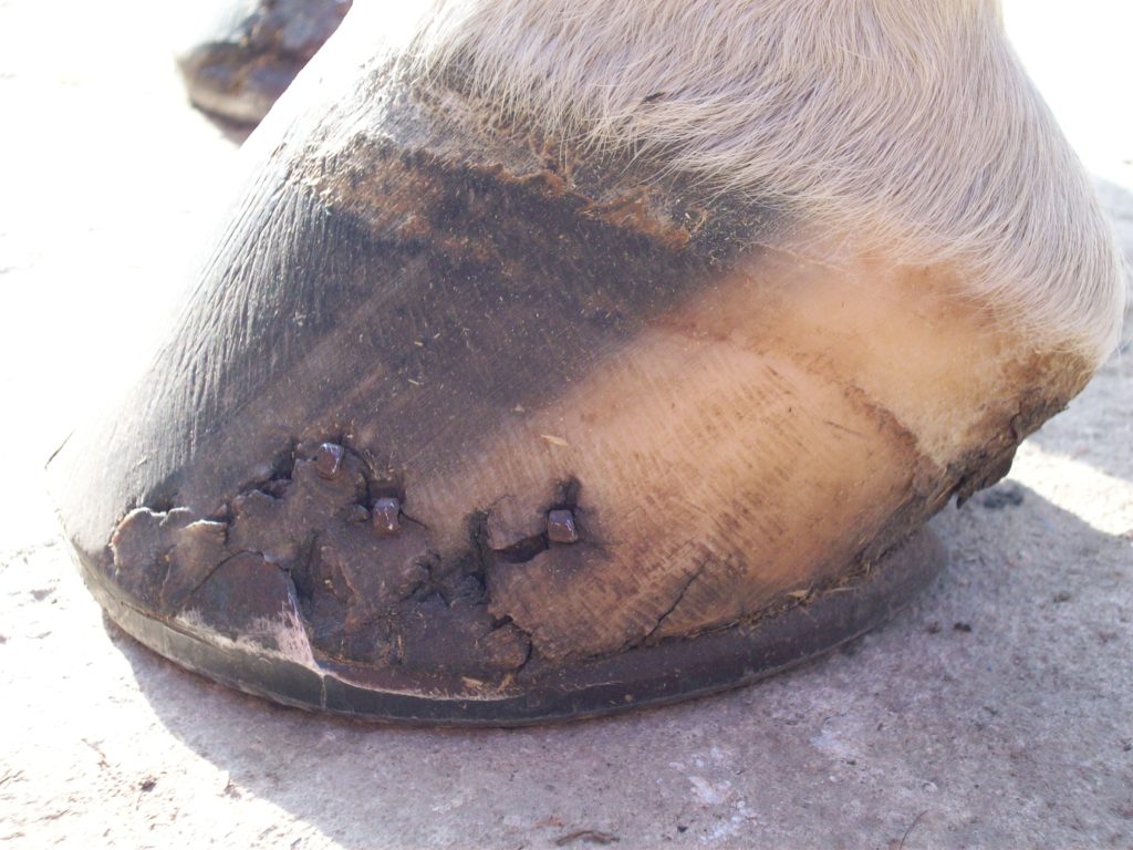 Horse Cracked Hoof