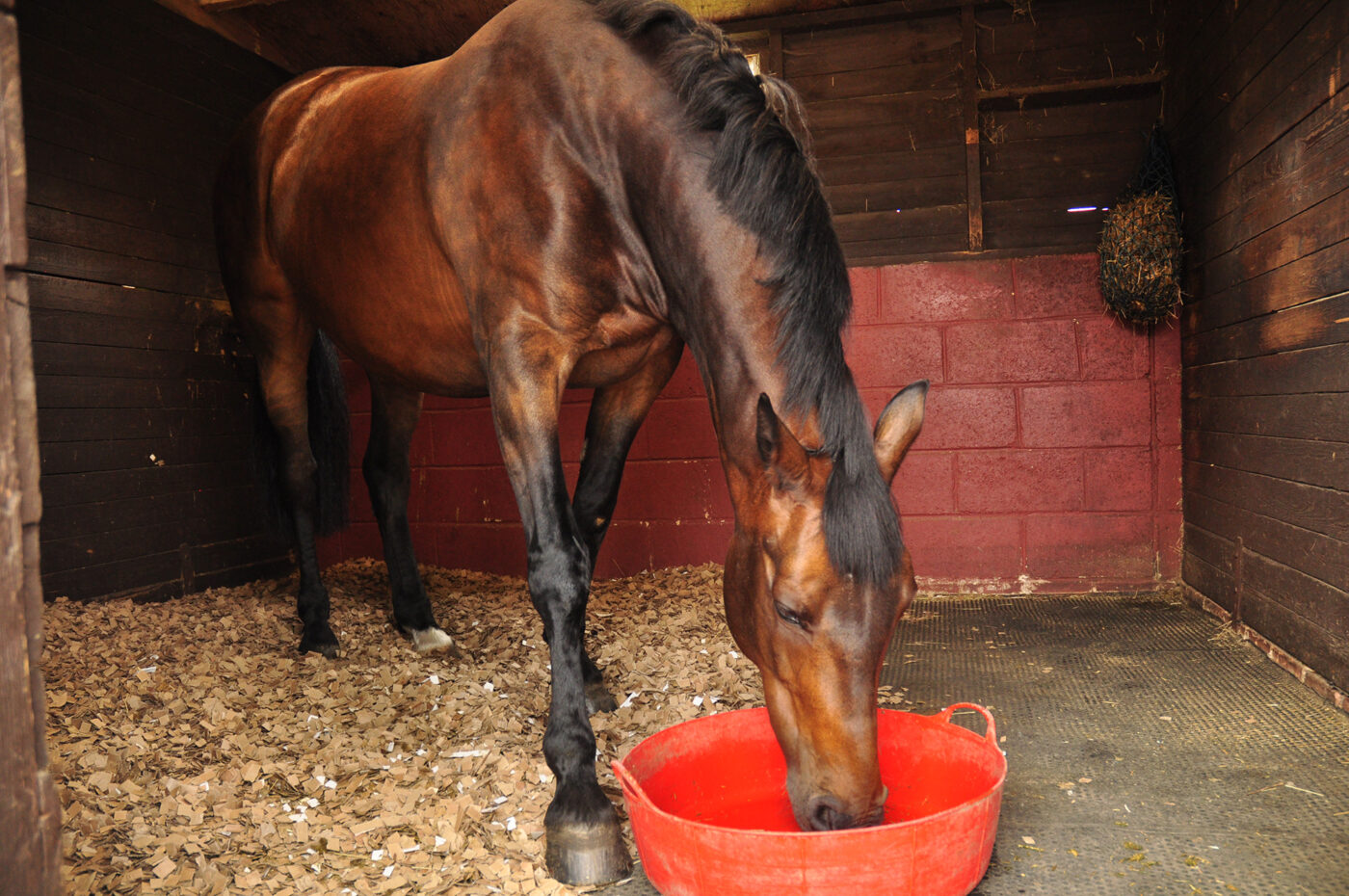 Horse eating from bucket