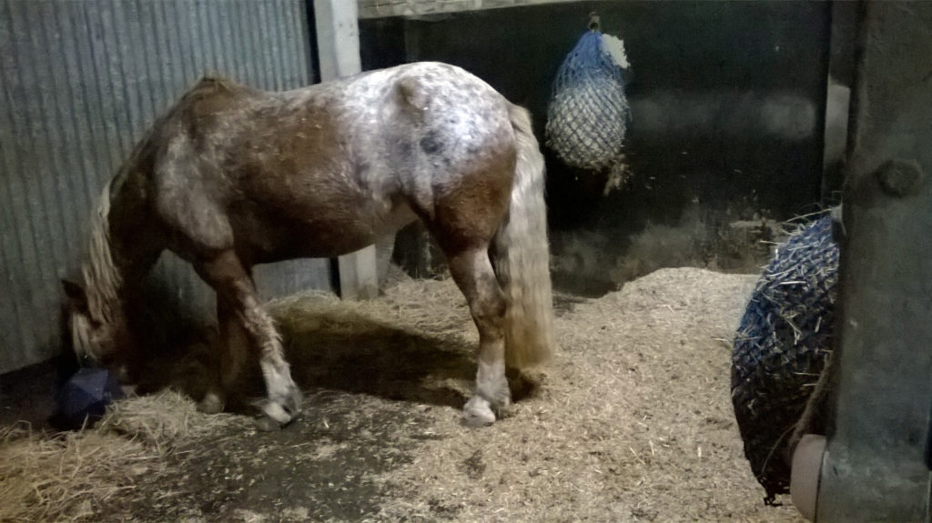 Pony eating Hay Horse Food