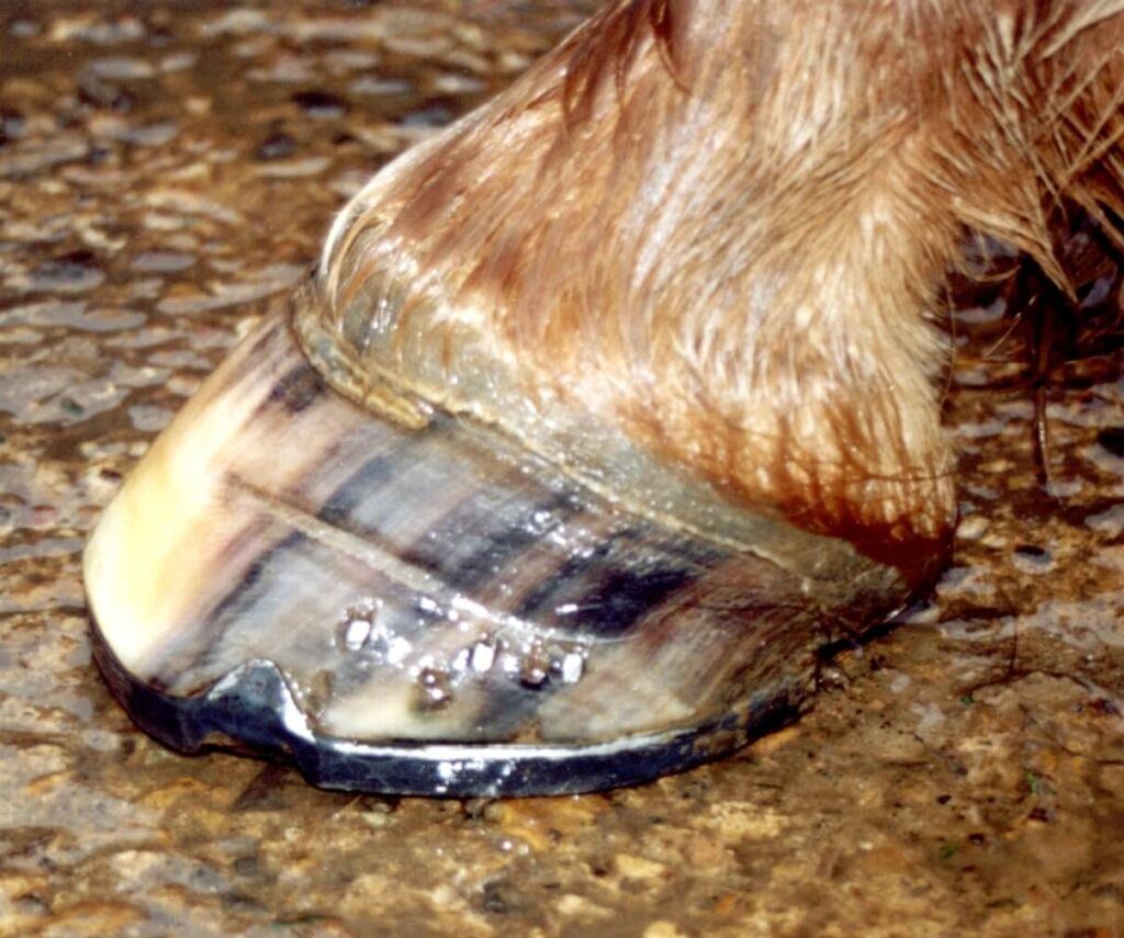 laminitis ridges on horses hoof