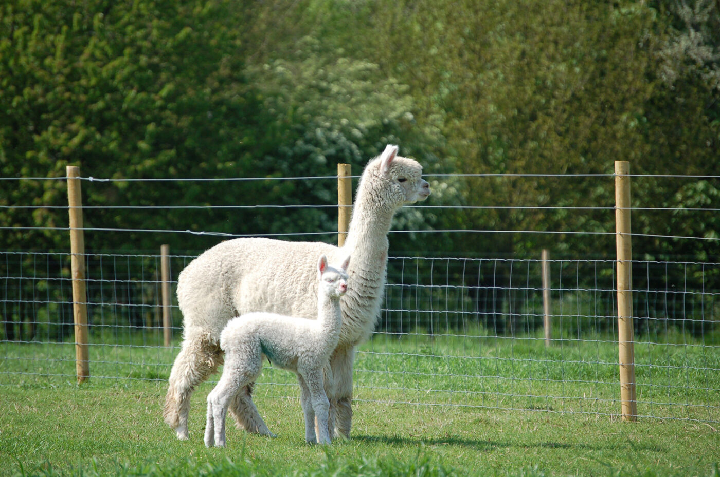 Feeding Your Alpaca Dengie Horse Feeds