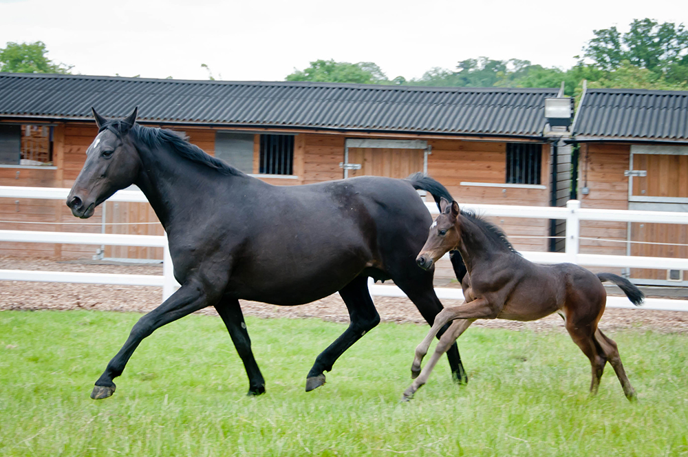 Black Horse running with Foal