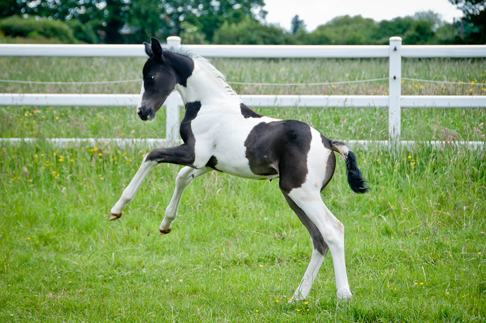young foal