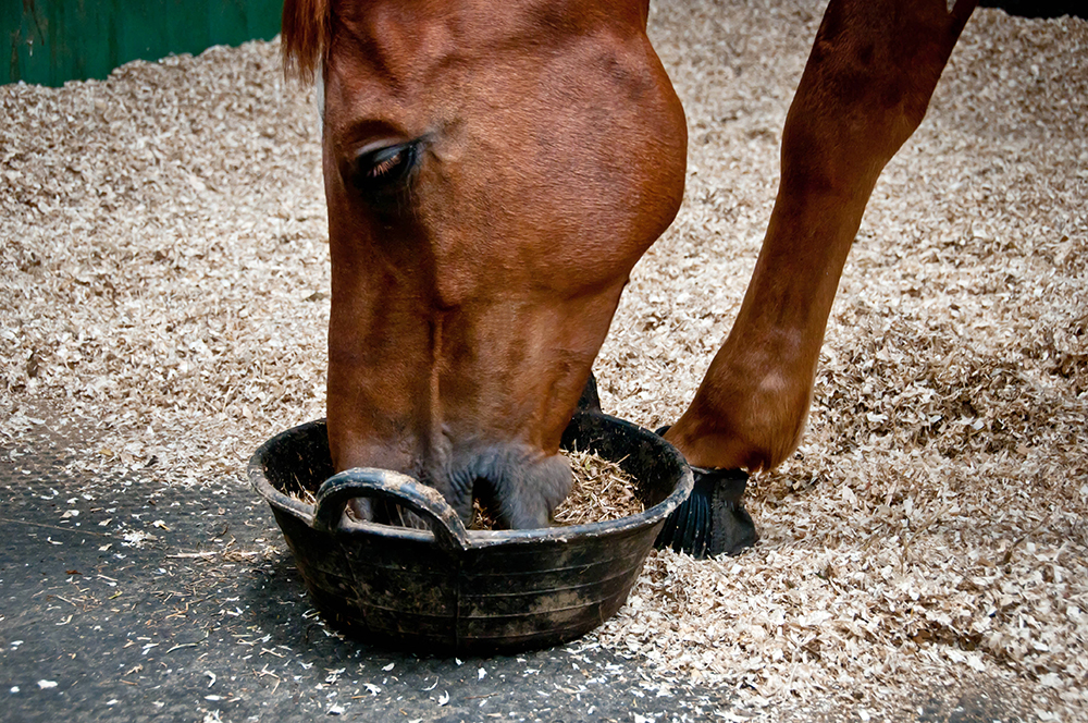 Feeding the Performance Horse | Dengie Horse Feeds