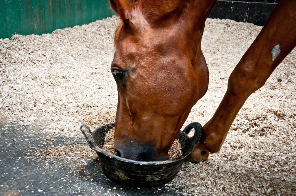 horse feeding on fibre filled diet