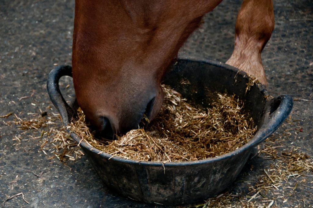 Horse eating Horse Feed out of Bucket