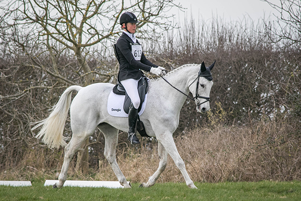 horse in field