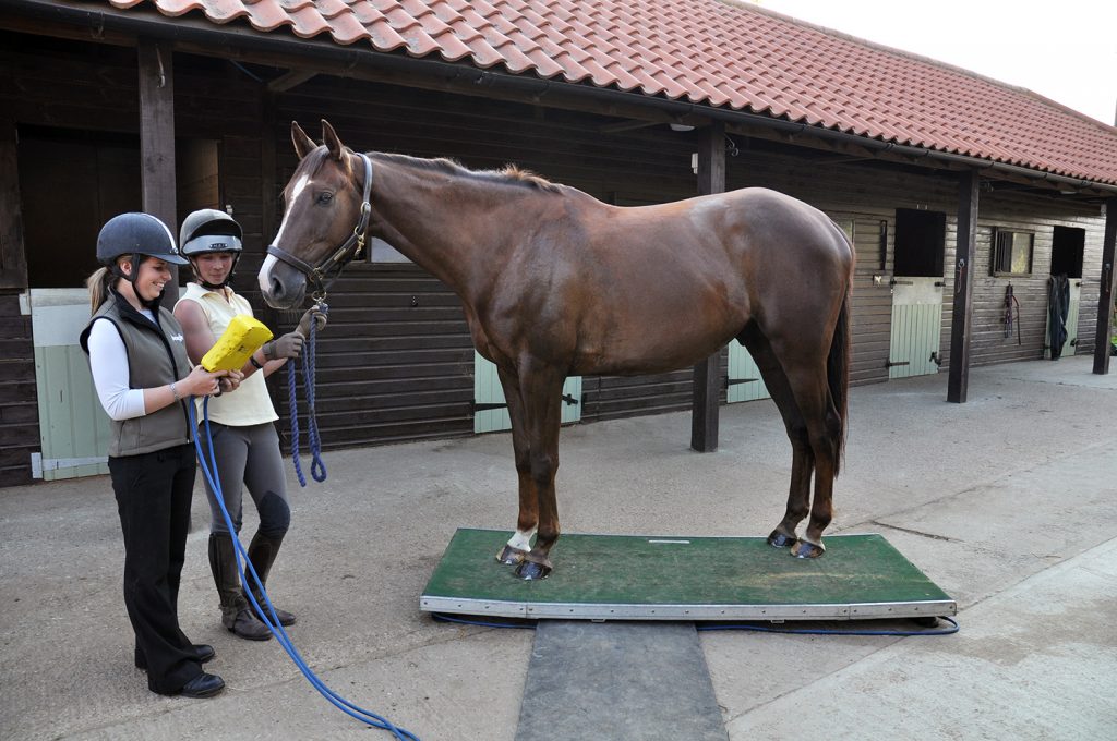 horse being weighed