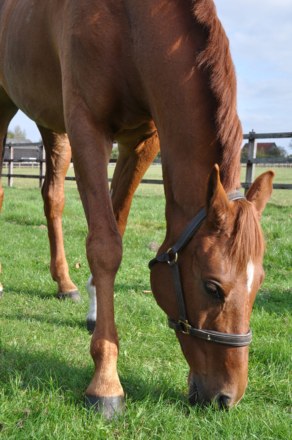 Carbohydrates in your horse's diet Dengie Horse Feeds