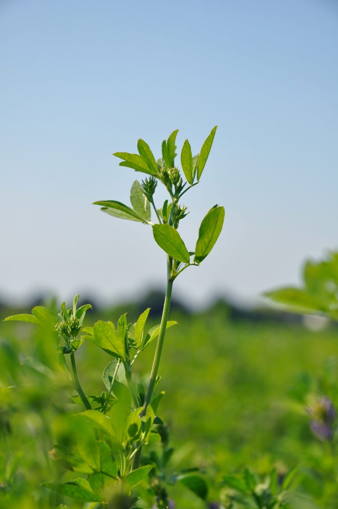 plant growing