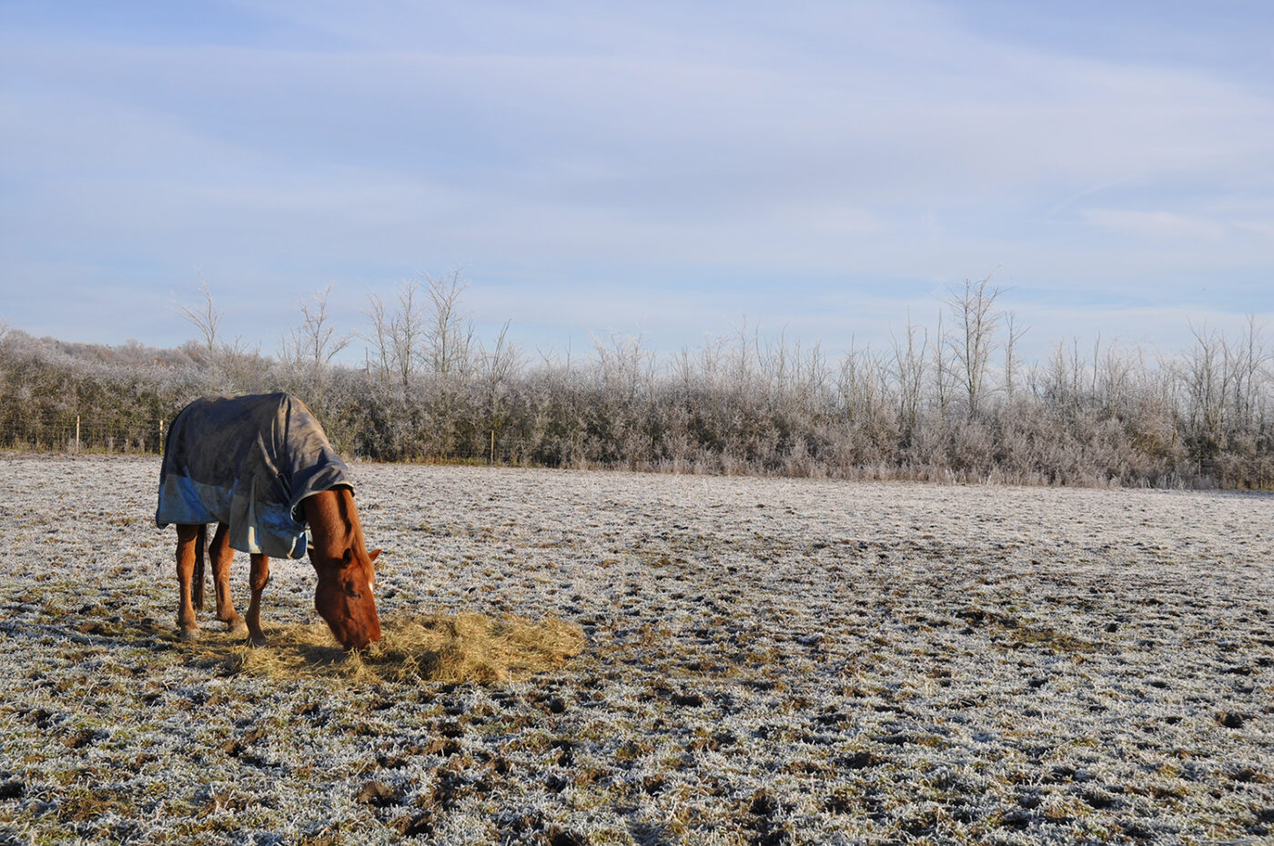 horse in field