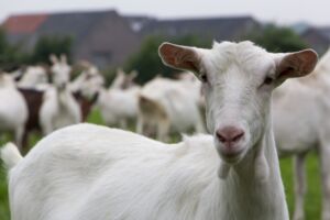 Goat At Dengie Feeds