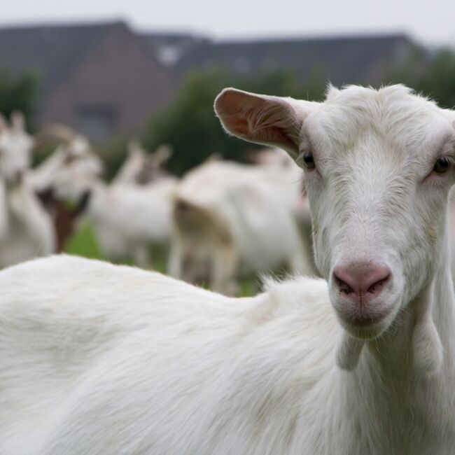 Goat At Dengie Feeds