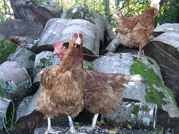 three hens