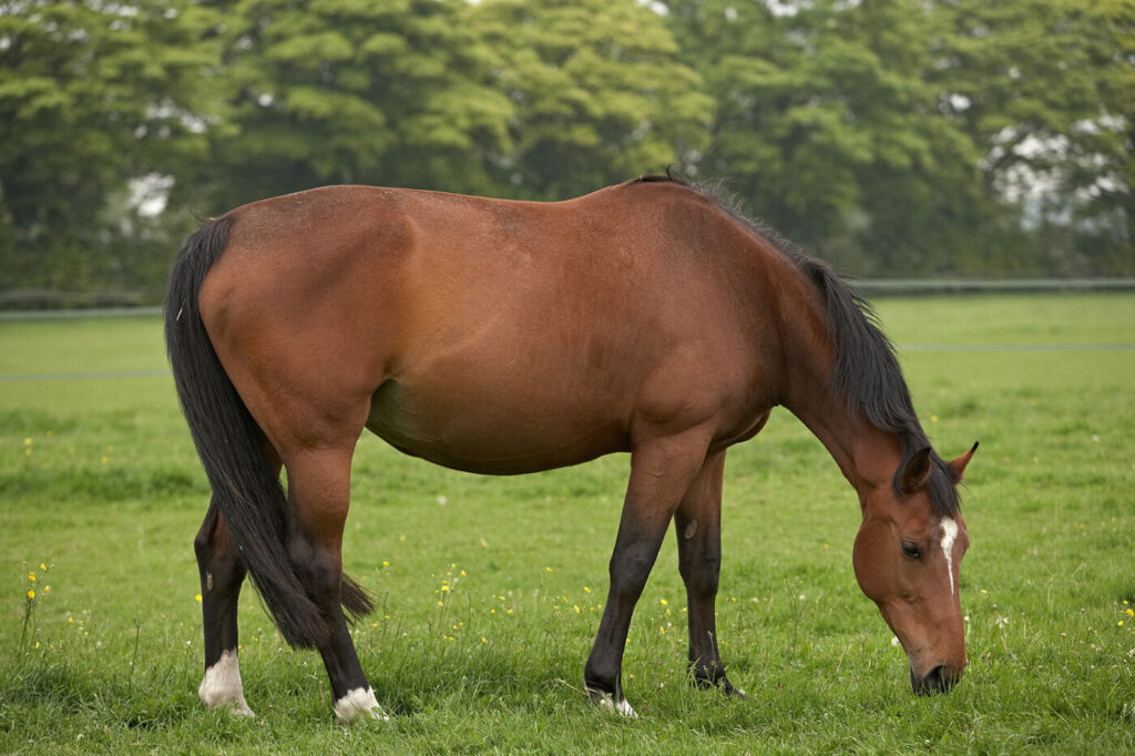 horse in field