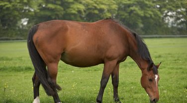 horse in field