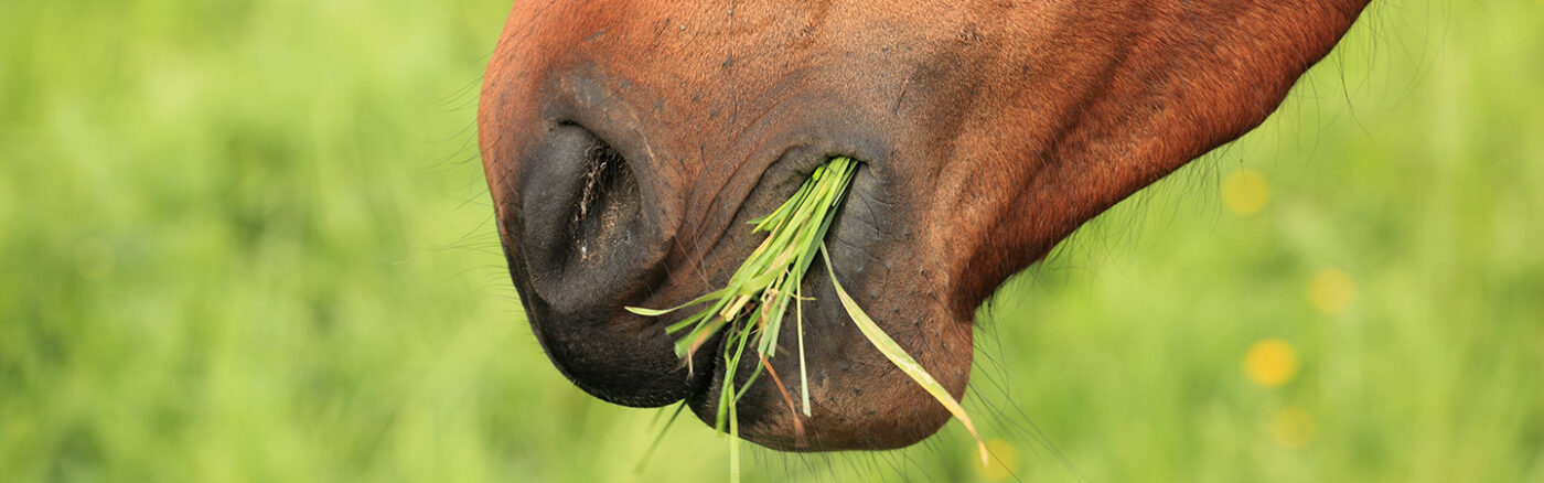 Horse Eating Grass Close up of Mouth