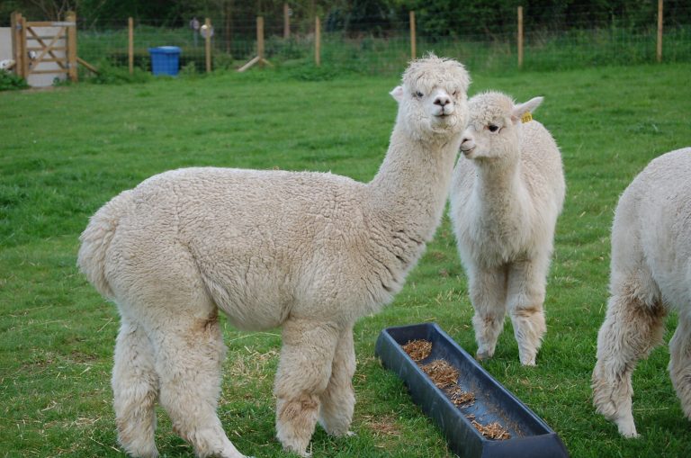 Feeding Your Alpaca