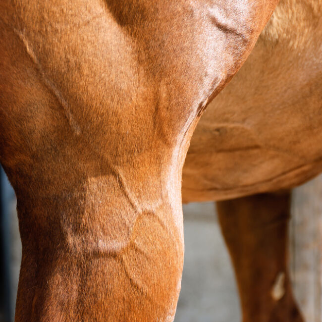 horse muscle