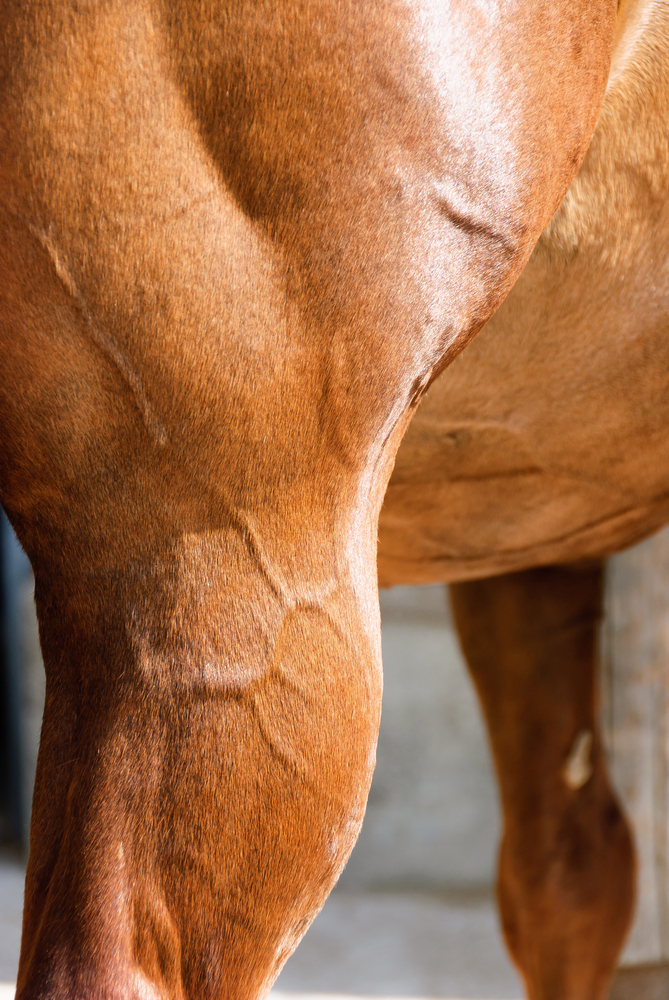 horse muscle