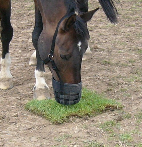 horse grazing with muzzle