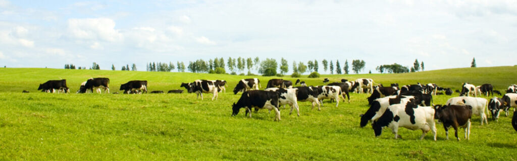 Other Animals in Green field eating grass