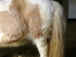horse hair