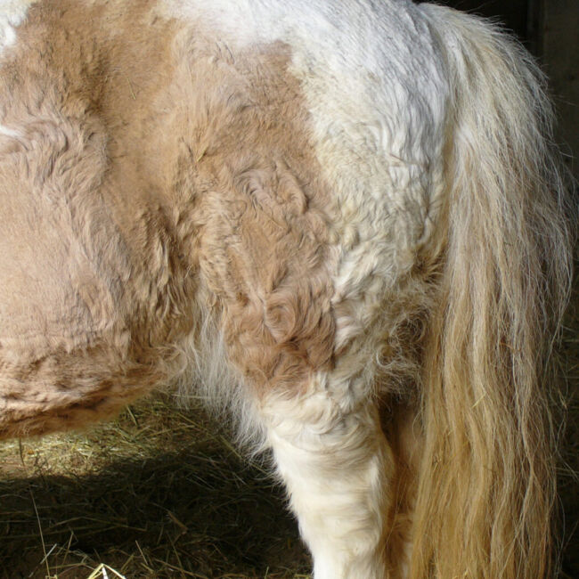 horse hair