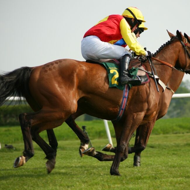racehorse