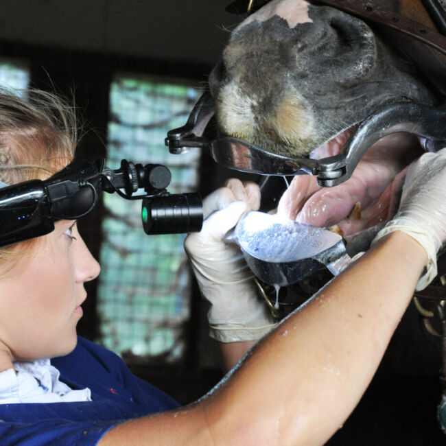 horse dentist