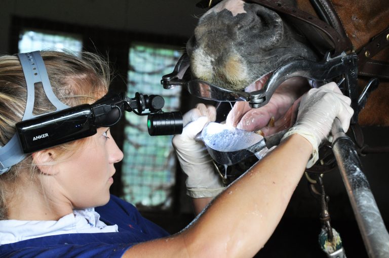 Horse dentistry