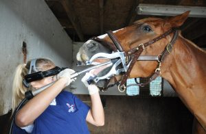 Horse having dental issues checked by dentist