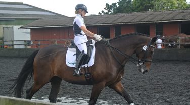 horse in paddock