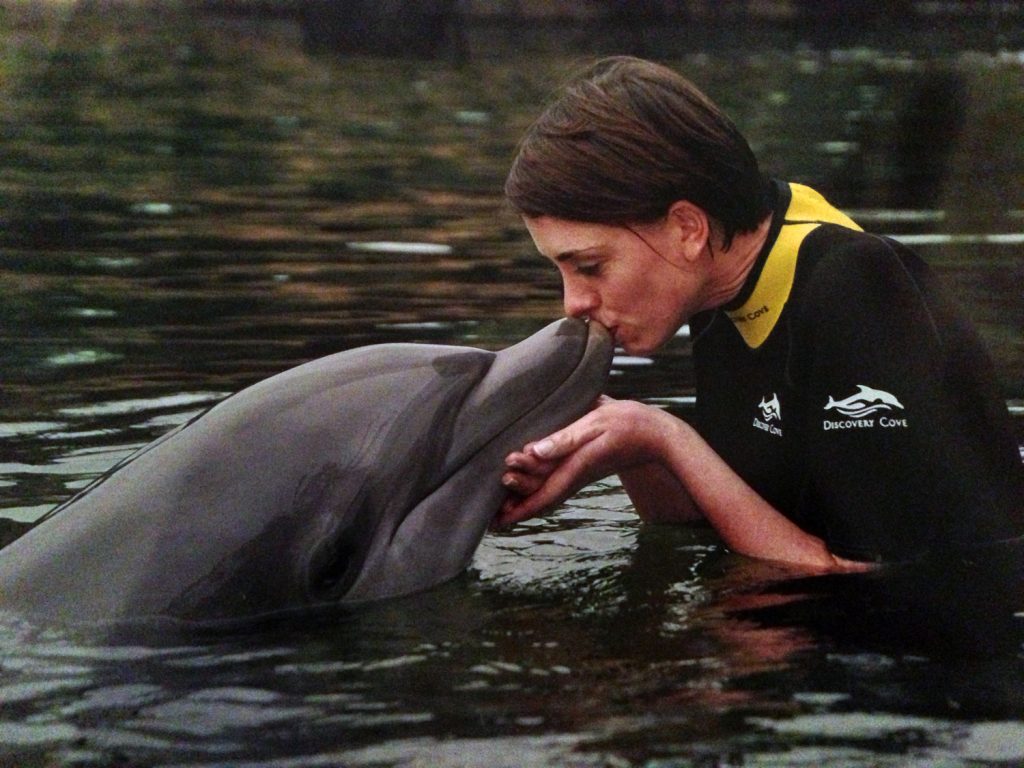 swimming with dolphins