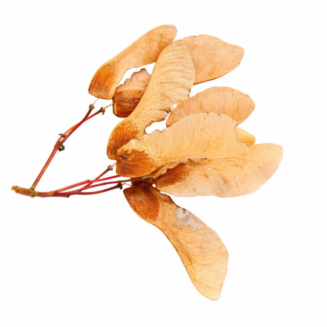 Sycamore Seeds