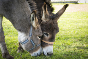donkeys grazing