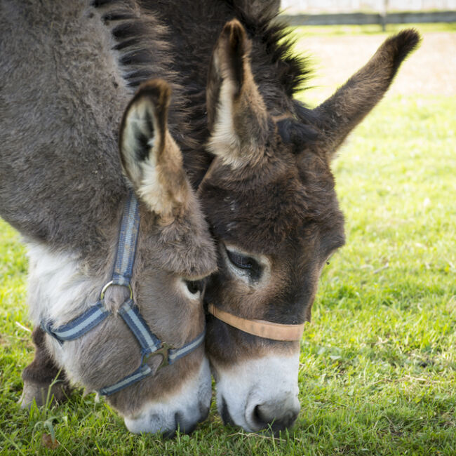 donkeys grazing