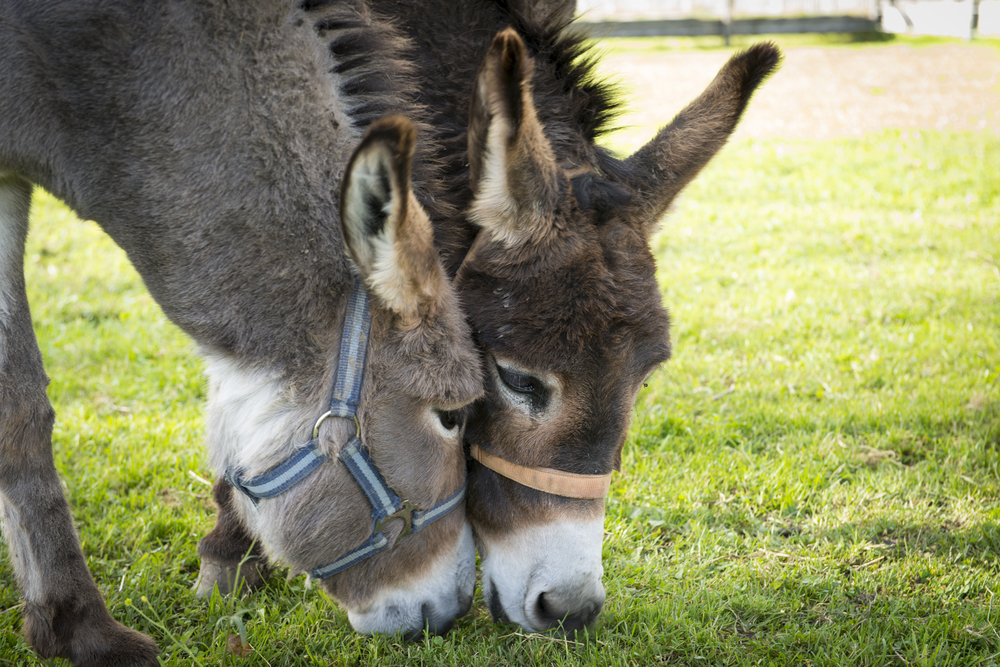 donkeys grazing