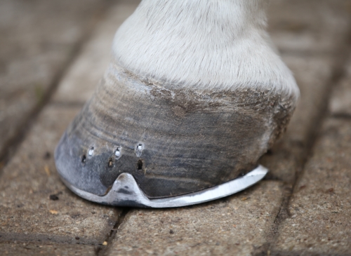 hooves