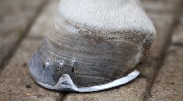 Healthy Hooves on Laminitis-Prone Horse
