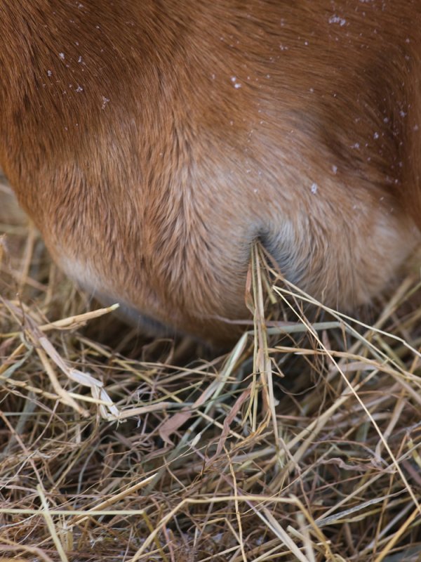 Hay replacers for veterans