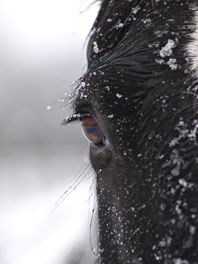 Horse Winter Eyes