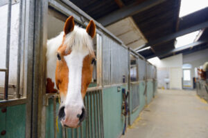 Horse cage