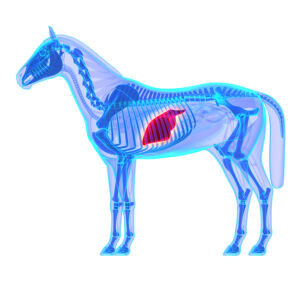 Horse Liver