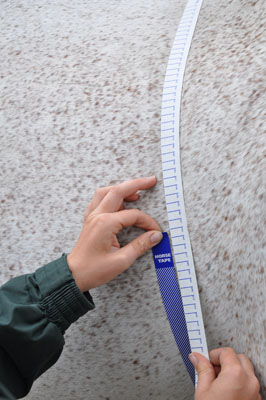 Measuring Horses' Weight Gain