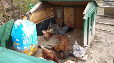 hens feeding