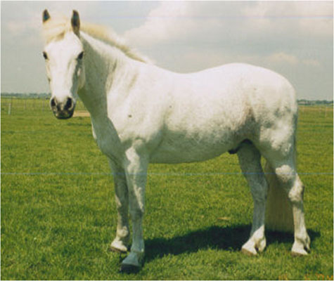 white horse